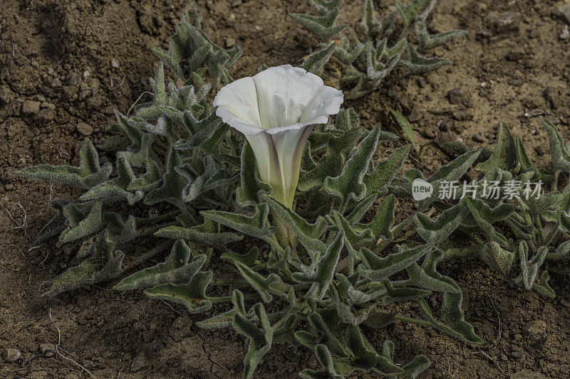 Calystegia collina是牵牛花的一种，俗称海岸假旋花或圣赫勒拿山牵牛花。它是加州北部和中部海岸山脉的特有植物，通常生长在山坡和林地